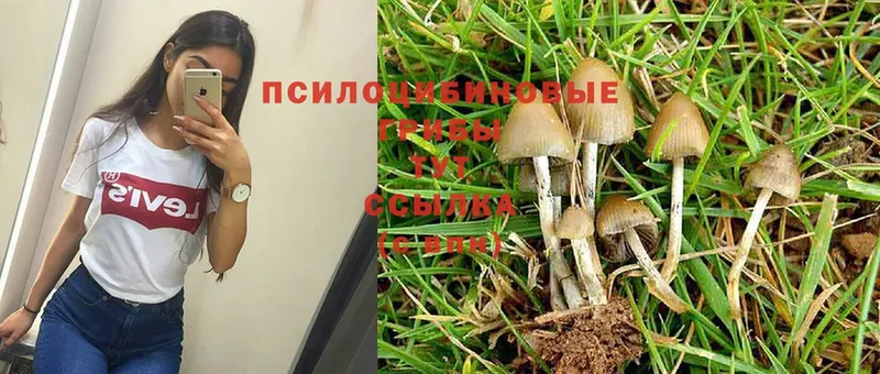 Галлюциногенные грибы Psilocybe  купить закладку  Соликамск 